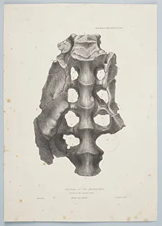 West Prints: Sacrum of the Iguanodon, 1849. Creator: Joseph Dinkel