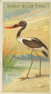Stork Prints: Saddle-Billed Stork, from the Birds of the Tropics series (N5) for Allen &amp