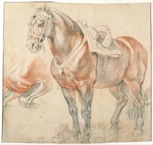 Saddled Horse, c. 1616-1618. Artist: Rubens, Pieter Paul (1577-1640)