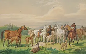 Behaviour Prints: A saddled military horse returns to its wild herd