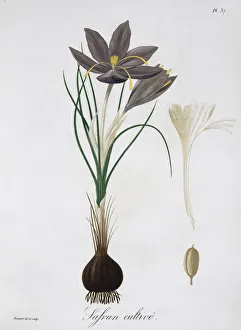 Medicinal Gallery: Saffron Crocus, 1821. Artist: LFJ Hoquart