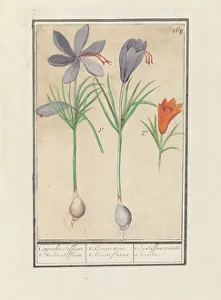 Spice Prints: Saffron crocus (Crocus sativus), 1596-1610. Creators: Anselmus de Boodt, Elias Verhulst
