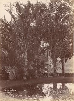 Botanic Gardens Gallery: Sago Palms, 1860s-70s. Creator: Unknown