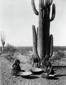 Fruit Picking Prints: Saguaro gatherers, c1907. Creator: Edward Sheriff Curtis