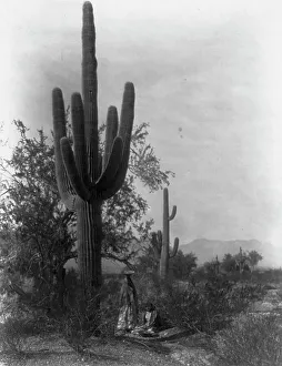 Foraging Prints: The saguaro harvest-Pima, c1907. Creator: Edward Sheriff Curtis