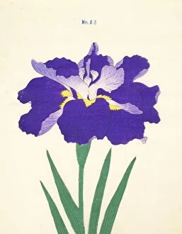 Saiwoga-Uma, No. 53, 1890, (colour woodblock print)