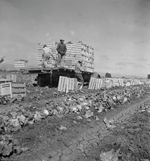 Lettuce Prints: Salinas lettuce fields, California, 1936. Creator: Dorothea Lange