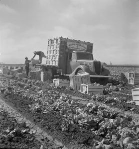 Lettuce Prints: Salinas lettuce fields, California, 1936. Creator: Dorothea Lange