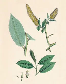 Salix pentandra. Bay-leaved Willow, 19th Century