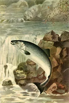 A Salmon Leap, 1895, (1943). Creator: P. J. Smit A Salmon Leap, 1895, (1943). Creator: P. J. Smit