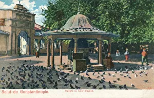 Salut de Constantinople - Pigeons au Cour d Eyoub, c1900