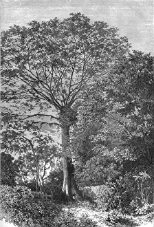Samauma Tree of the Amazonian Forests; Indian-Rubber Groves of the Amazons, 1875. Creator: Unknown