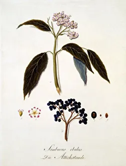 Elder Prints: Sambucus Ebulus, 1803-1805