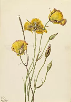 San Diego Mariposa (Calochortus weedii), 1925. Creator: Mary Vaux Walcott