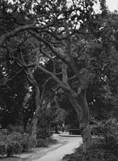 Garden Path Prints: San Francisco views, 1927 Creator: Arnold Genthe