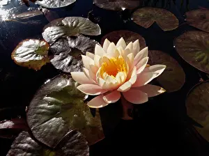 Tom Artin Prints: San Juan Capistrano. Creator: Tom Artin