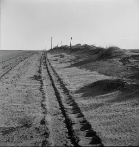 Drifting Prints: Sand drift along fence, Dust Bowl, north of Dalhart, Texas, 1938. Creator: Dorothea Lange