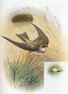 Sand-Martin - Cot ile ripa ria, c1910, (1910). Artist: George James Rankin