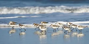United Gallery: Sanderling Relay. Creator: Eve Turek