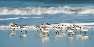 Wading Bird Prints: Sanderling Relay. Creator: Eve Turek