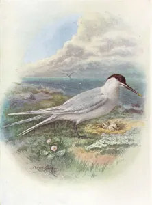 Sandwich Tern - Stern a canti aca, c1910, (1910). Artist: George James Rankin