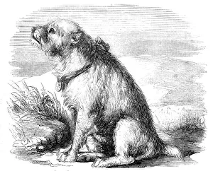 Wound Prints: Sandy, from the Crimea, the Dog of the Sappers and Miners