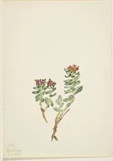 Walcott Mary Morris Vaux Prints: Sanifoiga adscendeus, 1920. Creator: Mary Vaux Walcott