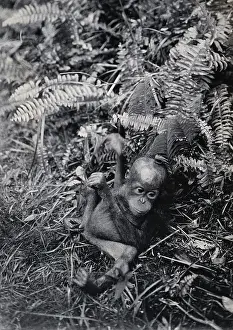 Southeast Asia Prints: Sarawak: a baby orang-utan (Simia satyrus), c1900. Creator: Unknown