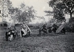 Crouching Prints: Sarawak: five Kenyah warriors in a warfare ritual, c1900. Creator: Unknown