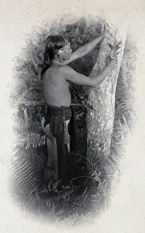 Southeast Asia Prints: Sarawak: a Kenyah worker collecting the poison from an upas tree trunk