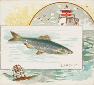 Aquatic Prints: Sardine, from Fish from American Waters series (N39) for Allen & Ginter Cigarettes
