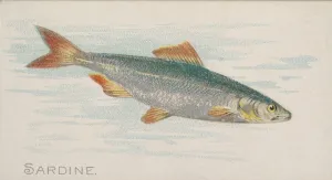 Lindner Eddy Claus Prints: Sardine, from the Fish from American Waters series (N8) for Allen &amp