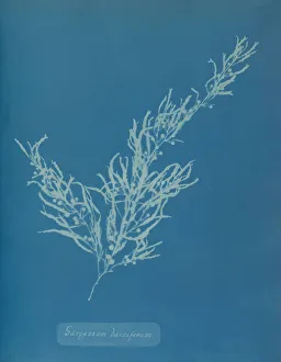 Earliest Prints: Sargassum bacciferum, ca. 1853. Creator: Anna Atkins