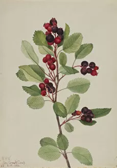 Berries Gallery: Saskatoon (Amelanchier alnifolia), 1923. Creator: Mary Vaux Walcott