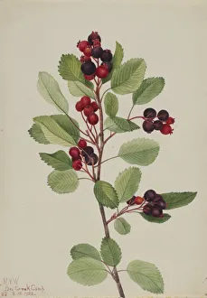 Cream Background Gallery: Saskatoon (Amelanchier alnifolia), 1923. Creator: Mary Vaux Walcott