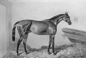 Stable Prints: Saucebox, c1840-1880, (1911)