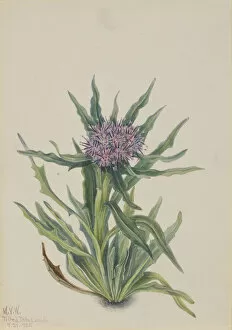 Wild Flower Gallery: Saussurea (Saussurea densa), 1925. Creator: Mary Vaux Walcott