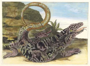 Maria Sibylla 1647 1717 Prints: Sauvegarde. From the Book Metamorphosis insectorum Surinamensium, 1705