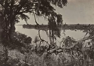 Spanish Moss Gallery: Savanah River, Near Savanah, Georgia, 1860s. Creator: George N. Barnard