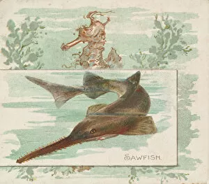 Images Dated 6th November 2020: Sawfish, from Fish from American Waters series (N39) for Allen & Ginter Cigarettes