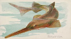 Fishes Prints: Sawfish, from the Fish from American Waters series (N8) for Allen &amp
