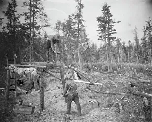Alaska Prints: Sawing a log, 1916. Creator: Unknown