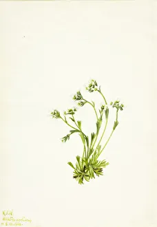 Saxifrage (Saxifraga caespitosa), 1924. Creator: Mary Vaux Walcott Saxifrage (Saxifraga caespitosa), 1924. Creator: Mary Vaux Walcott