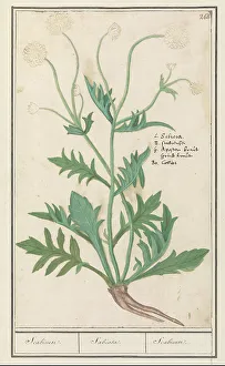 Scabiosa or Knautia, 1596-1610. Creators: Anselmus de Boodt, Elias Verhulst