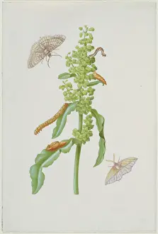 Dock Prints: Scabious with geometrid moths, caterpillars and pupae, after 1683. Creator: Sybilla Merian