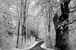 Branches Collection: Scandinavian Winter. Creator: Dorte Verner
