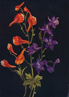 Larkspur Prints: Scarlet and Blue Larkspur, c1915, (1915). Artist: Emma Graham Clock