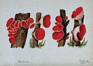 Healing Prints: Scarlet elf cup fungus (Sarcoscypha coccinea): fruiting bodies growing on wood