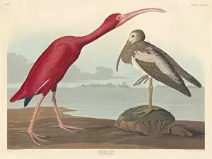 Wading Bird Gallery: Scarlet Ibis, 1837. Creator: Robert Havell