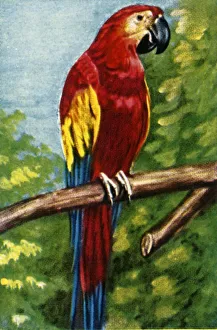 Scarlet macaw, c1928. Creator: Unknown Scarlet macaw, c1928. Creator: Unknown